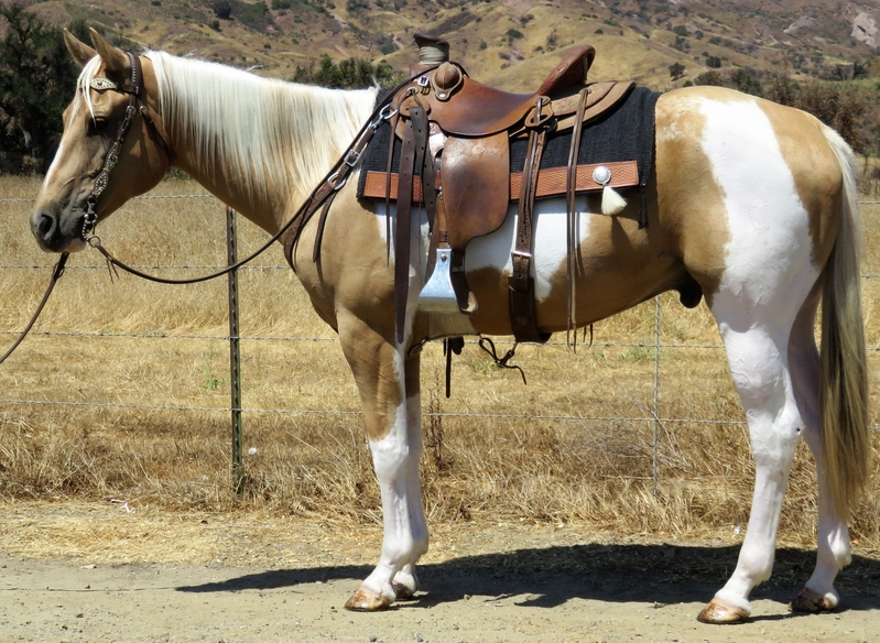 7 Year Old 15 1 Hand Palomino Paint Gelding For Sale In Ventura California United States Of America