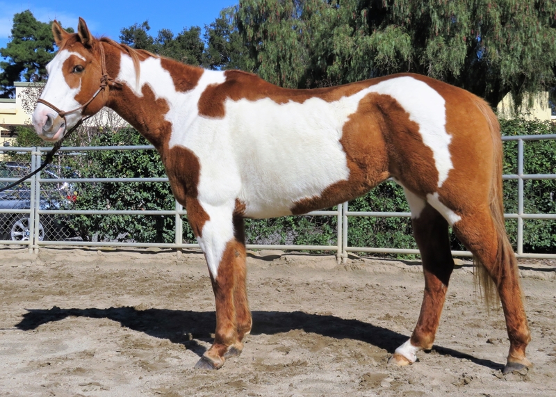 12 YEAR OLD 15.3 HAND RED DUN OVERO PAINT MARE ** VIDEO ** For Sale in ...