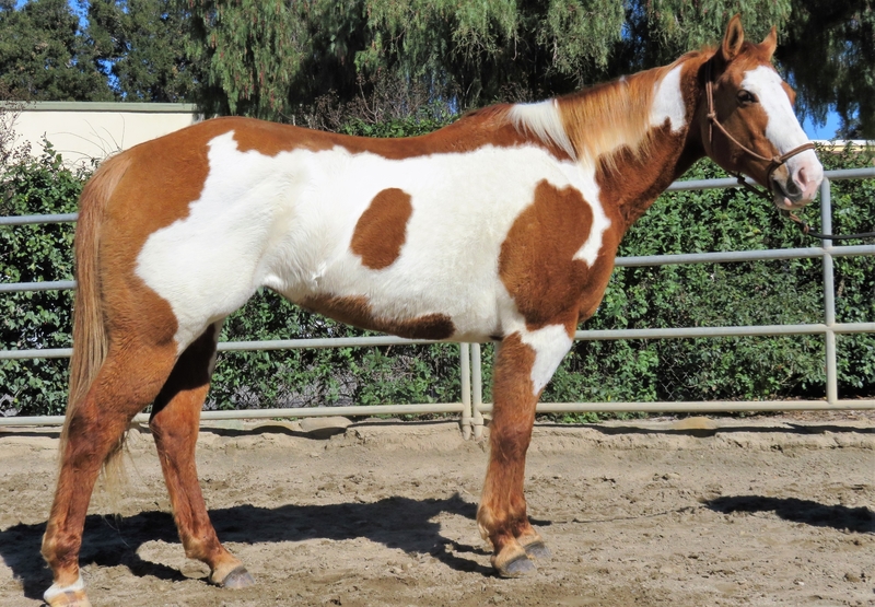 12 YEAR OLD 15.3 HAND RED DUN OVERO PAINT MARE ** VIDEO ** For Sale in ...