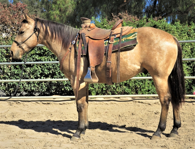 GORGEOUS 2018 BUCKSKIN COLT For Sale in Ventura, California, United ...