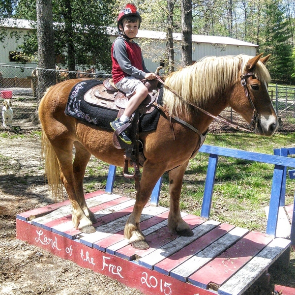 CONFIDENCE BUILDER!!!! GREAT KIDS\BEGINNER HORSE For Sale in Union