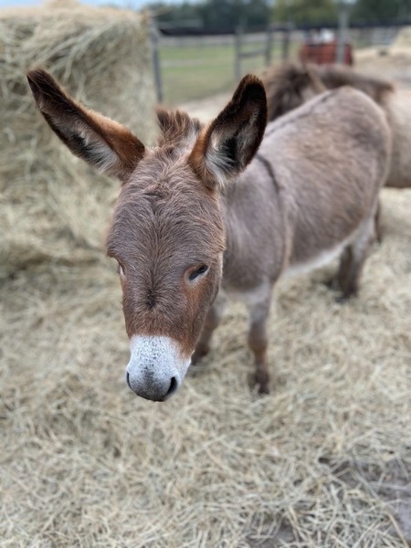 mini donkey for sale florida