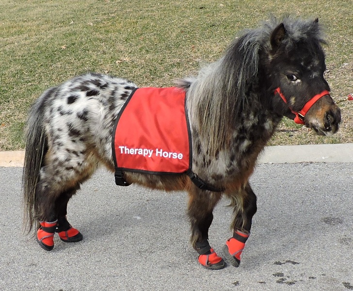 22"25" Tall Therapy Mini Horses For Sale in Manatee, Florida, United