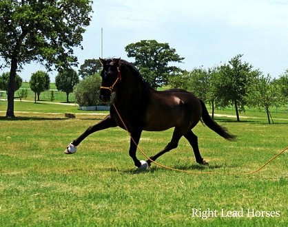 Black PRE Andalusian at Stud