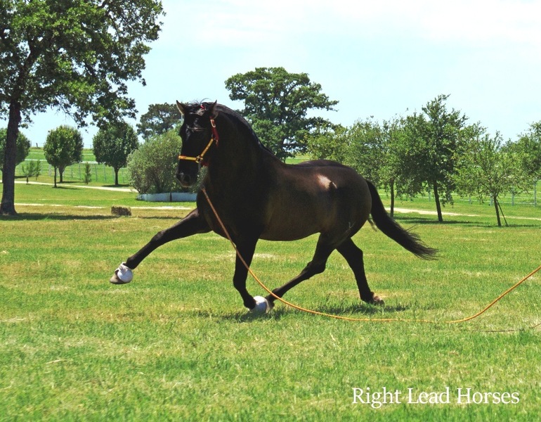 Spanish National Champions at stud