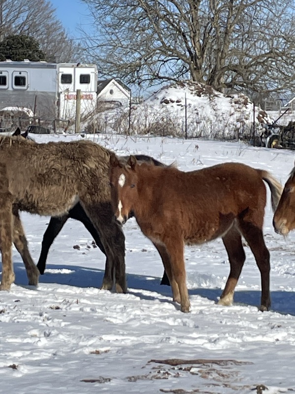 Red Chocolate Weanling Yearling Filly