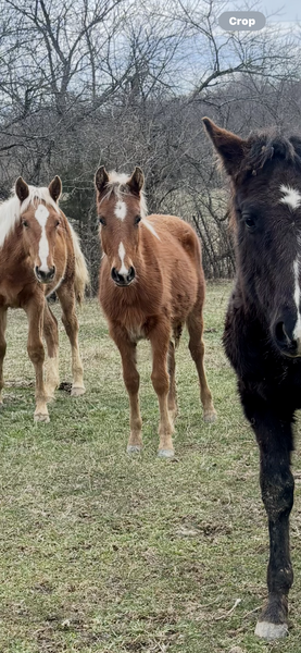 Red Chocolate Weanling Yearling Filly