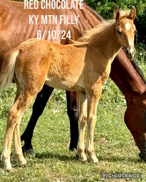 Red Chocolate Weanling Filly 