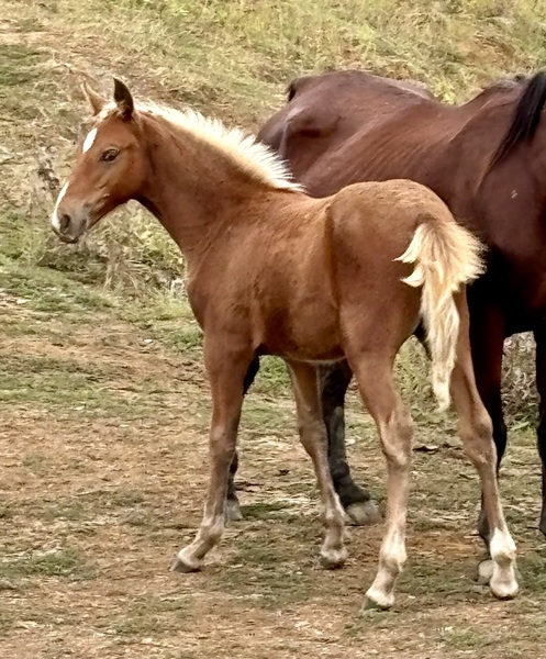 Red Chocolate Weanling Filly 