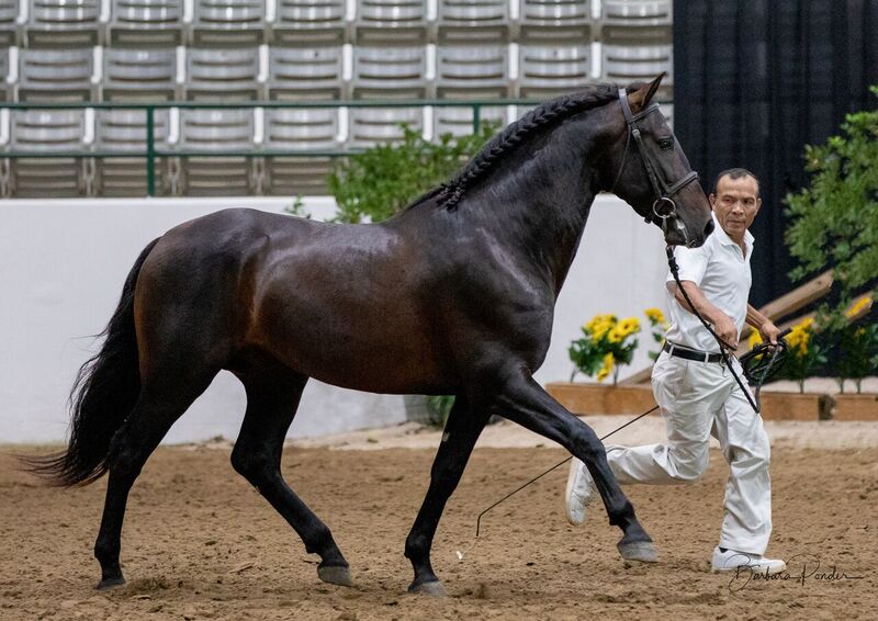 At stud, 7 times Nat'l Champ Black Bay stallion