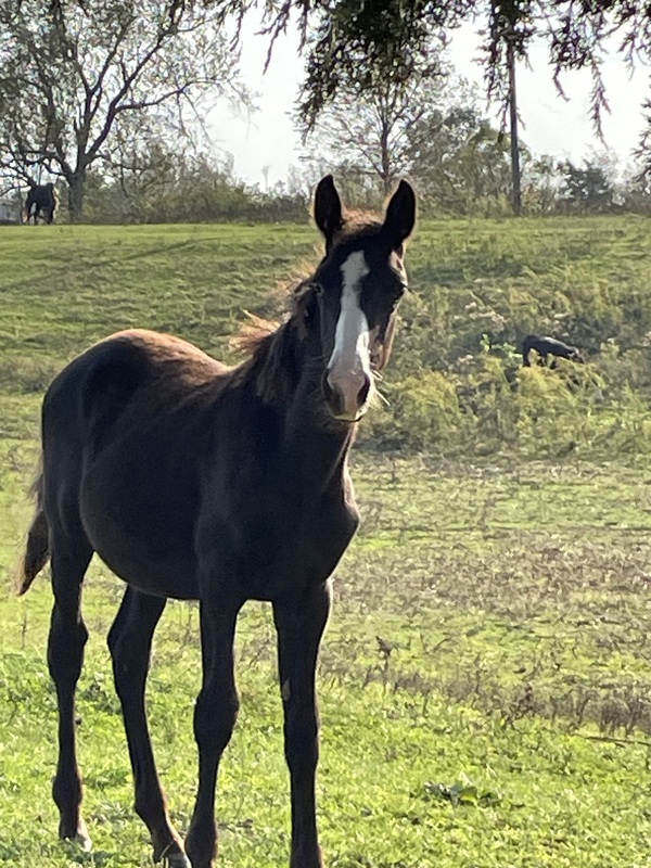 Well Bred Beautiful Black Yearling Colt 