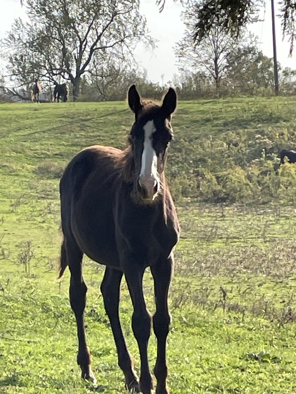 Well Bred Beautiful Black Colt 