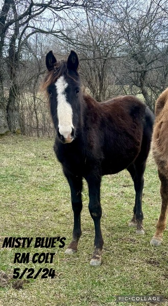 Well Bred Beautiful Black Yearling Colt 