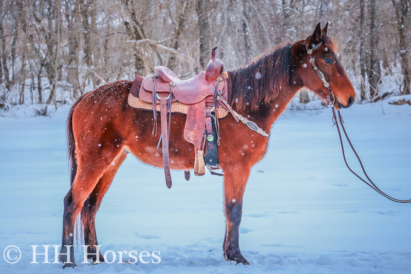 BAY KENTUCKY MOUNTAIN QUARTER HORSE CROSSBRED GELDING, RIDES AND DRIVES, STAMINA 