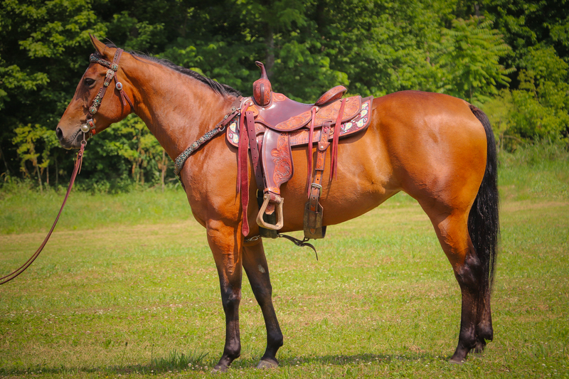 VERY WELL TRAINED BAY AQHA REGISTERED MARE, NECK REINS, BIG STOP, EASY TO RIDE, GENTLE 