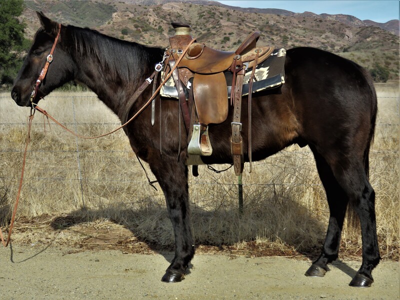 8 YEAR OLD 14.3 HAND BLACK GELDING