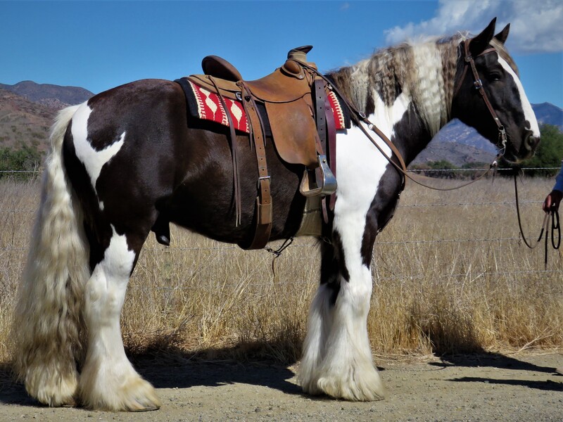 8 YEAR OLD 15.3 HAND GYPSY VANNER