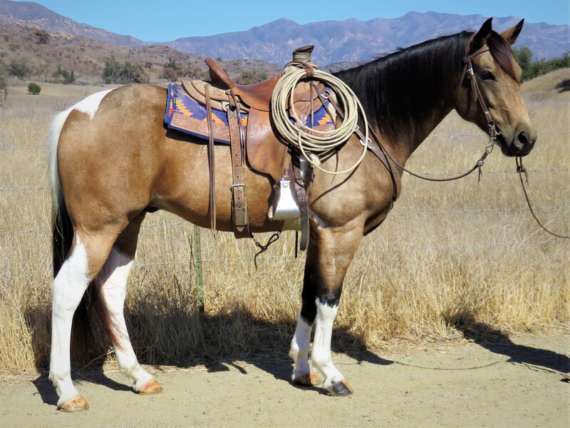 15.2 HAND 5 YEAR OLD BUCKSKIN PAINT