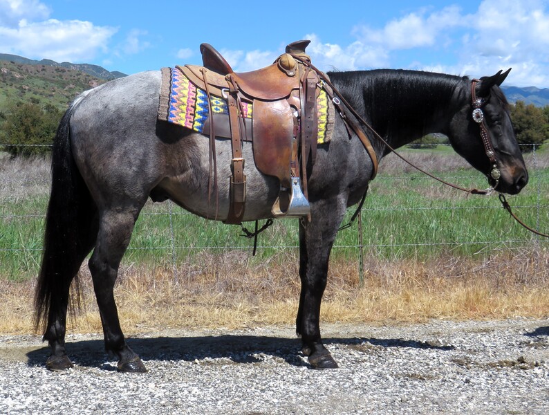 4 YEAR OLD 15 HAND BLUE ROAN GELDING +++VIDEO+++