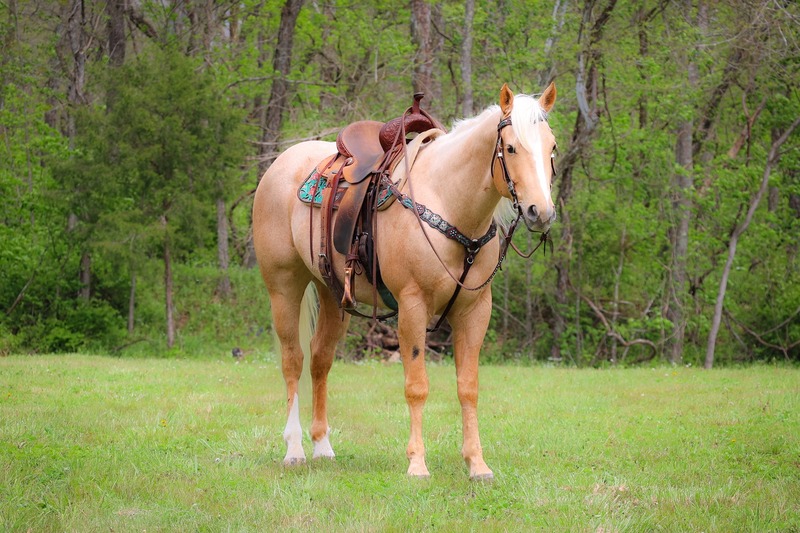 THICK MADE PALOMINO QUARTER HORSE GELDING, STOUT, RANCH, TRAILS 