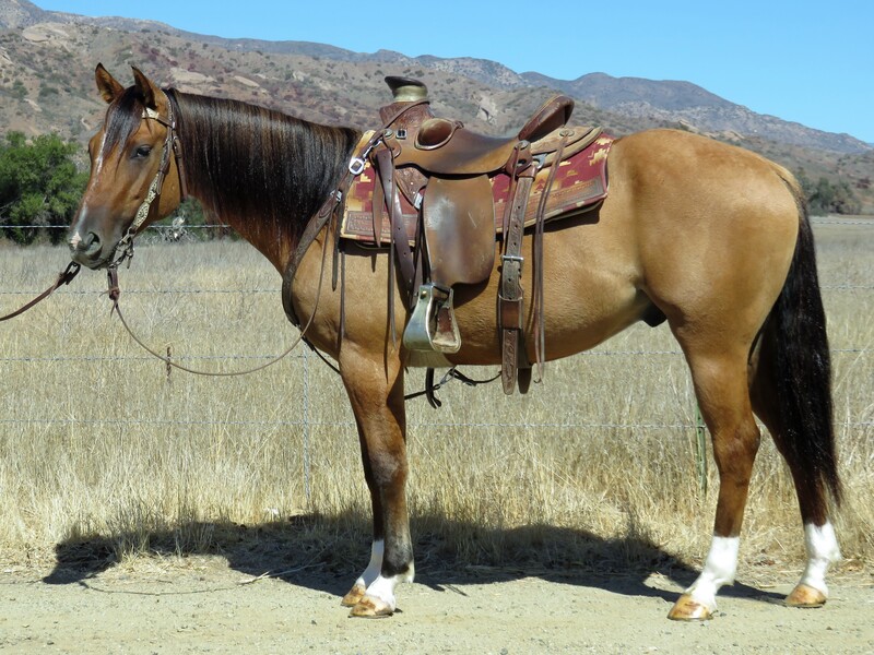 5 YEAR OLD 14 HAND BUCKSKIN GELDING **VIDEO**