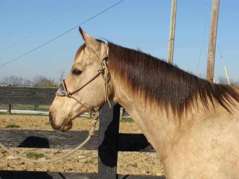 buckskin quarter horae for aale in mn