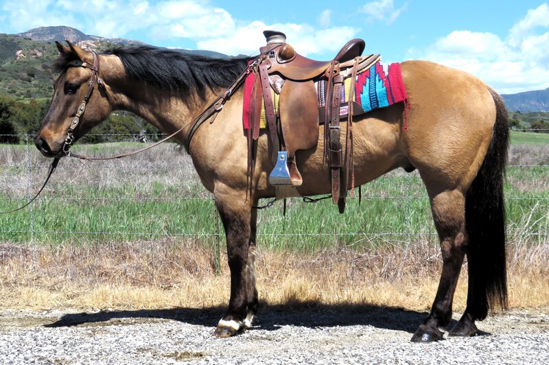 7 YEAR OLD 15.1 HAND BUCKSKIN DUN GELDING ***VIDEO***