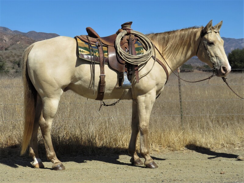 10 YEAR OLD PERLINO GELDING