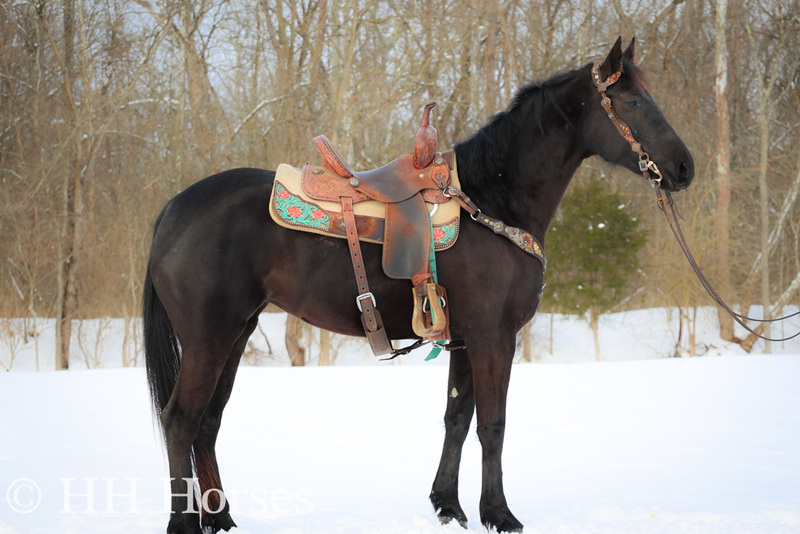 FANCY, SMART, WELL TRAINED BLACK MORGAN QUARTER HORSE CROSSBRED MARE, RIDES AND DRIVES 