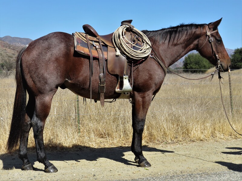 6 YEAR OLD 15.1+ HAND BAY ROAN GELDING