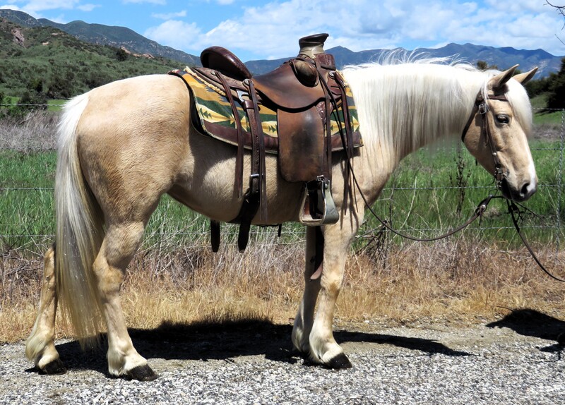 5 YEAR OLD 13 HAND QUARTER  PONY CROSS