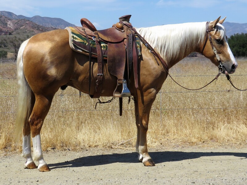 12 YEAR OLD 15.1 HAND PALOMINO GELDING