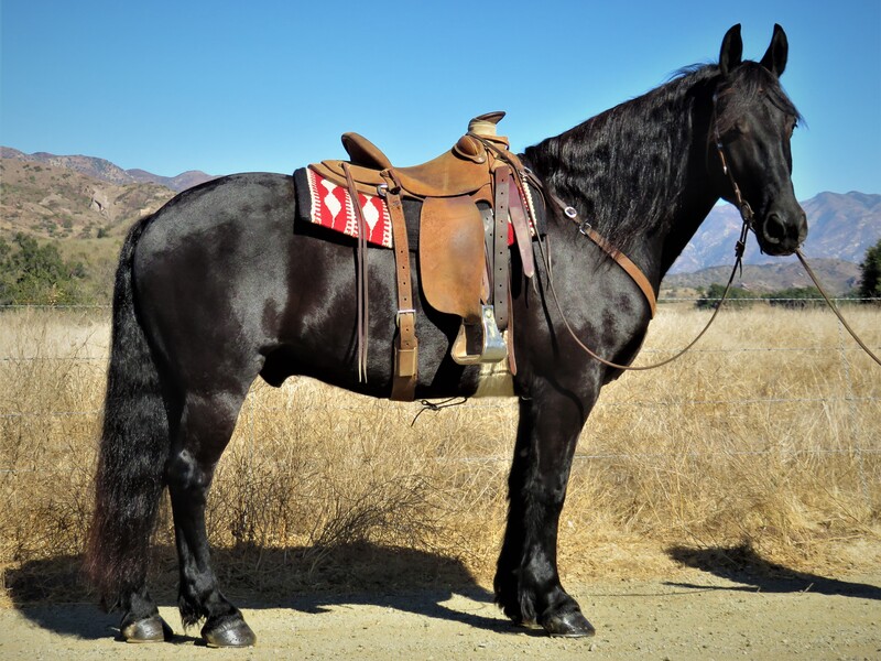 10 YEAR OLD GORGEOUS FRESIAN GELDING**VIDEO**