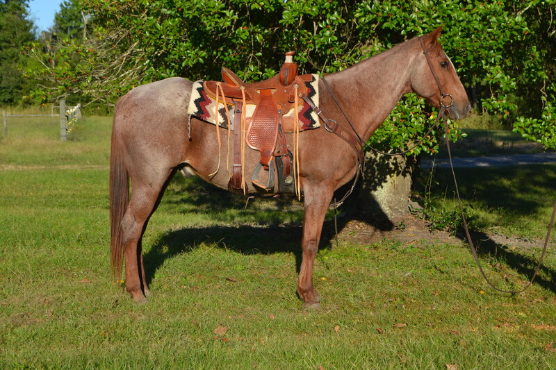 red roan quarter horse