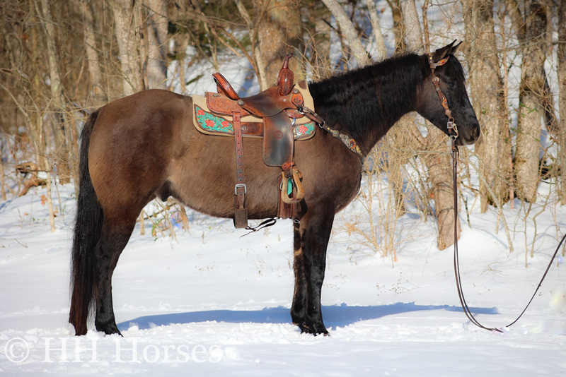 GORGEOUS REGISTERED BLUE GRULLA AQHA GELDING, TRAIL RIDES, RANCH WORK, GENTLE, HANDSOME, SMART