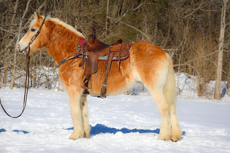 BEGINNER, YOUTH, AND FAMILY FRIENDLY HAFLINGER MARE, SAFE, GENTLE, AND QUIET, ANYONE CAN RIDE OR DRIVE 