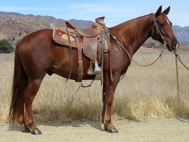 6 YEAR OLD 14.2 HAND SORREL GELDING