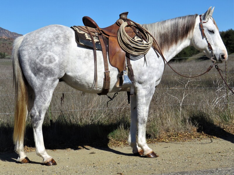 7 YEAR OLD 15.1+ HAND DAPPLE GREY GELDING