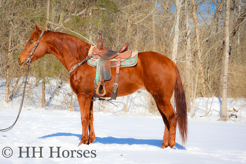 BIG PRETTY VERY WELL BROKE SORREL QUARTER HORSE RANCH MARE, ATHLETIC AND FUN