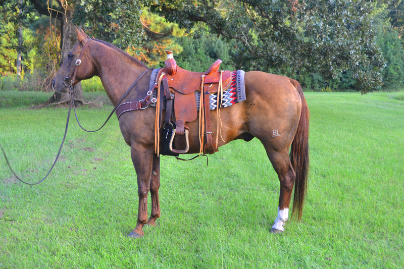 Stocky Chestnut QH Gelding Trail Horse For Sale in Orangeburg, South ...