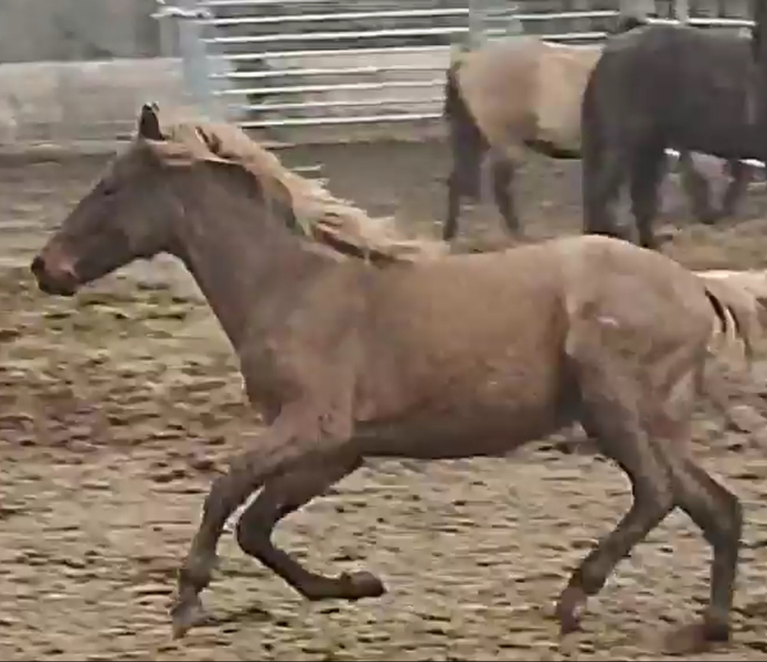 Stunning Chocolate Roan 2 Year Old Filly 