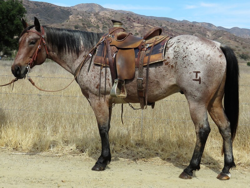 8 YEAR OLD 14.3 HAND RED ROAN GELDING