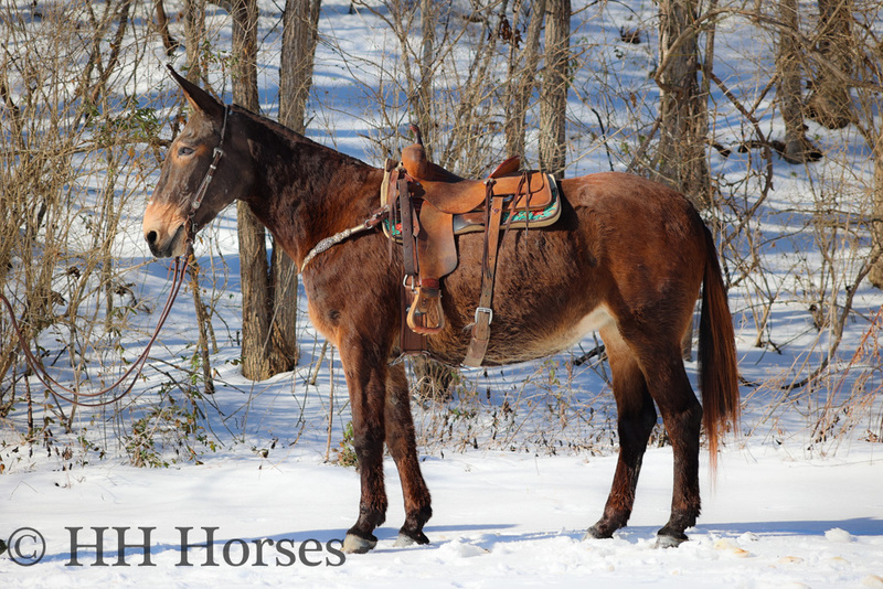 BIG PRETTY PERCHERON MOLLY MULE, BROKE TO RIDE AND DRIVE 