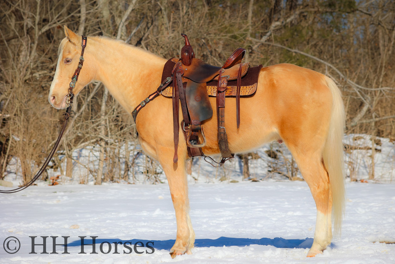 ATTRACTIVE PALOMINO MORGAN GELDING, FUN TO RIDE, NICE MOVER, ONE STEP LOPE 