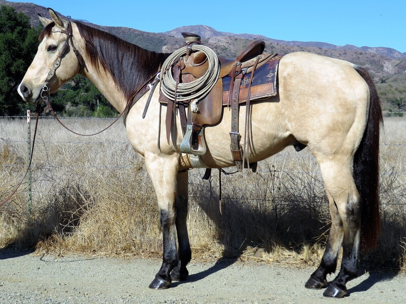 11 YEAR OLD 15.3 HAND BUCKSKIN GELDING **SOLD**