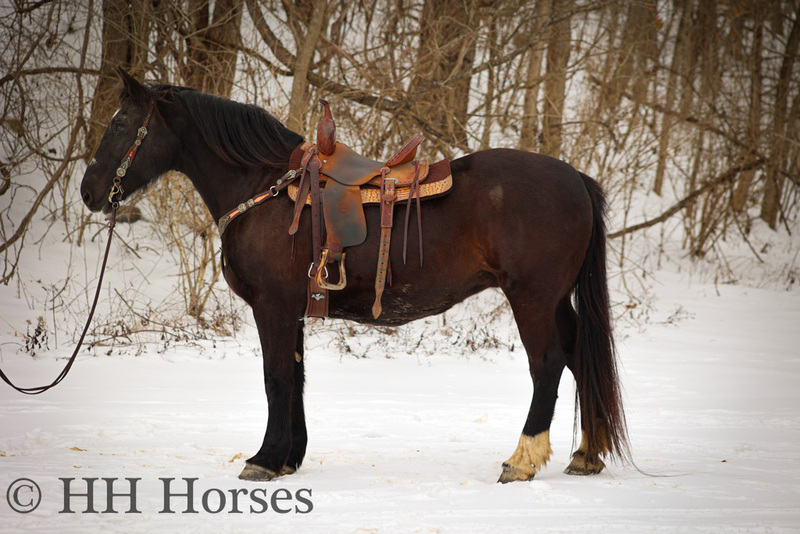 BIG STOUT SEASONED AND EXPERIENCED BLACK PERCHERON QUARTER HORSE CROSSBRED MARE, GENTLE 