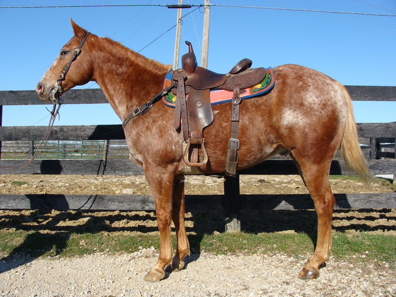 BEGINNER SAFE RED ROAN APPALOOSA GELDING, ANYONE CAN RIDE, SUPER GENTLE ...