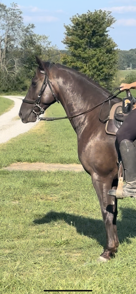 Gorgeous Chocolate 14.3 Experienced Gelding 