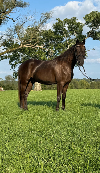 Gorgeous Chocolate 14.3 Experienced Gelding 