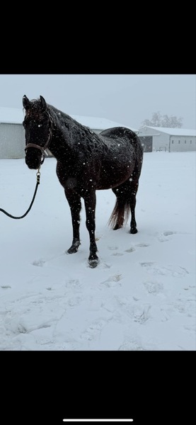 Gorgeous Chocolate 14.3 Experienced Gelding 